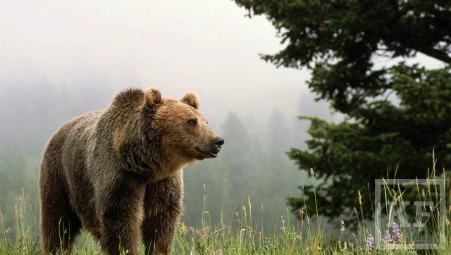 На территории Татарстана участились случаи встреч бурого медведя с человеком