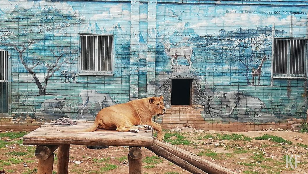 Зоозащитники выступили с открытым заявлением к казанскому межрайонному природоохранному прокурору