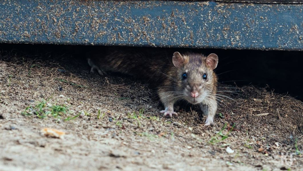 Несовершеннолетние две недели жили в комнатах с мышами