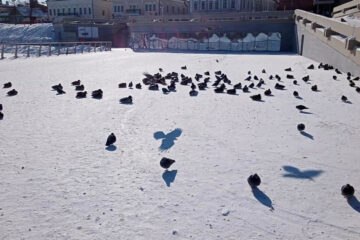 В соцсетях жители просят подкармливать замерзших птиц