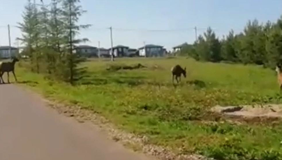 Животных увидели неподалеку от дороги.