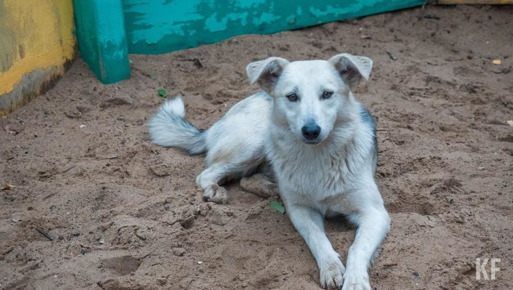 Предложения от зоозащитников о создании общественного совета по этому вопросу рассматриваться не будут.