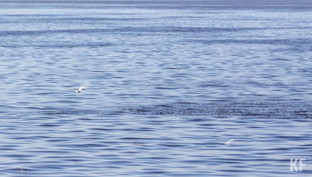 Предприятие сбрасывало недостаточно очищенные сточные воды.