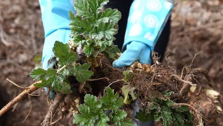 Работы с опасным растением проходят в два этапа.