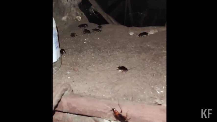 Жалобы на непрошеную живность сыплются одна за другой.