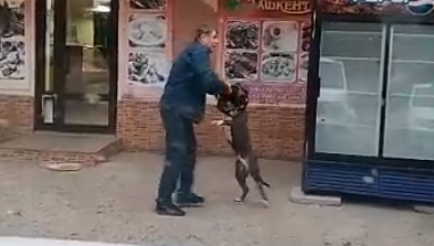 Животное стало вести себя неадекватно