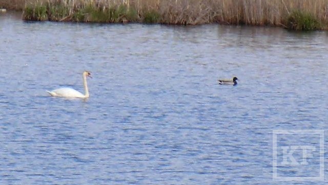В одном из озер обитает семья лебедей
