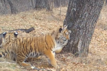 Во время игры тигры моделировали приемы настоящей охоты.