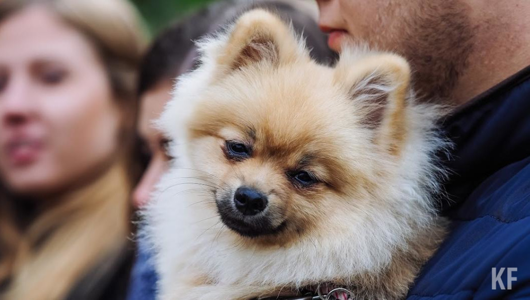 Клыки собаки переломали животному ребра и разорвали мышцы.