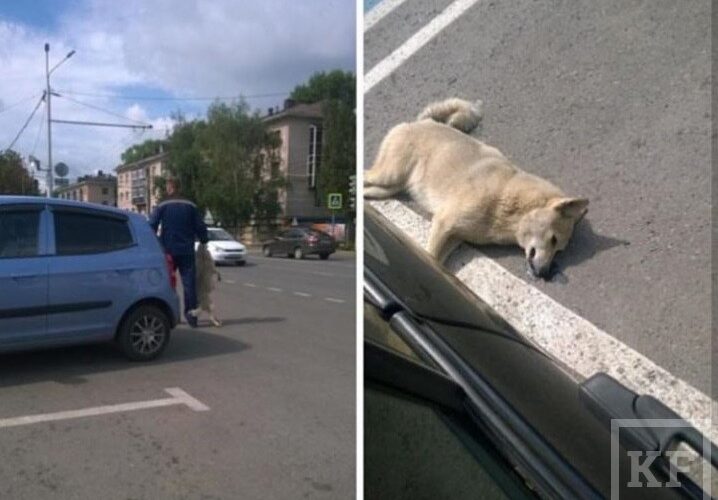 в центре Альметьевска на глазах у прохожих убили собаку. Об этом очевидцы сообщили в соцсетях. Убийство произошло накануне около 8