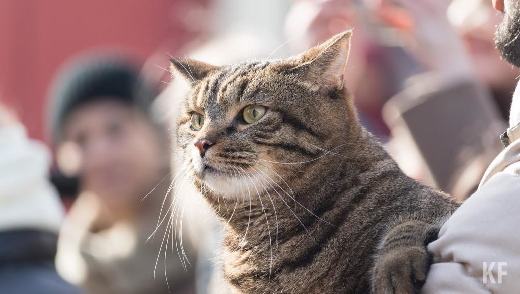 Анималотерапия распространена во многих европейских странах