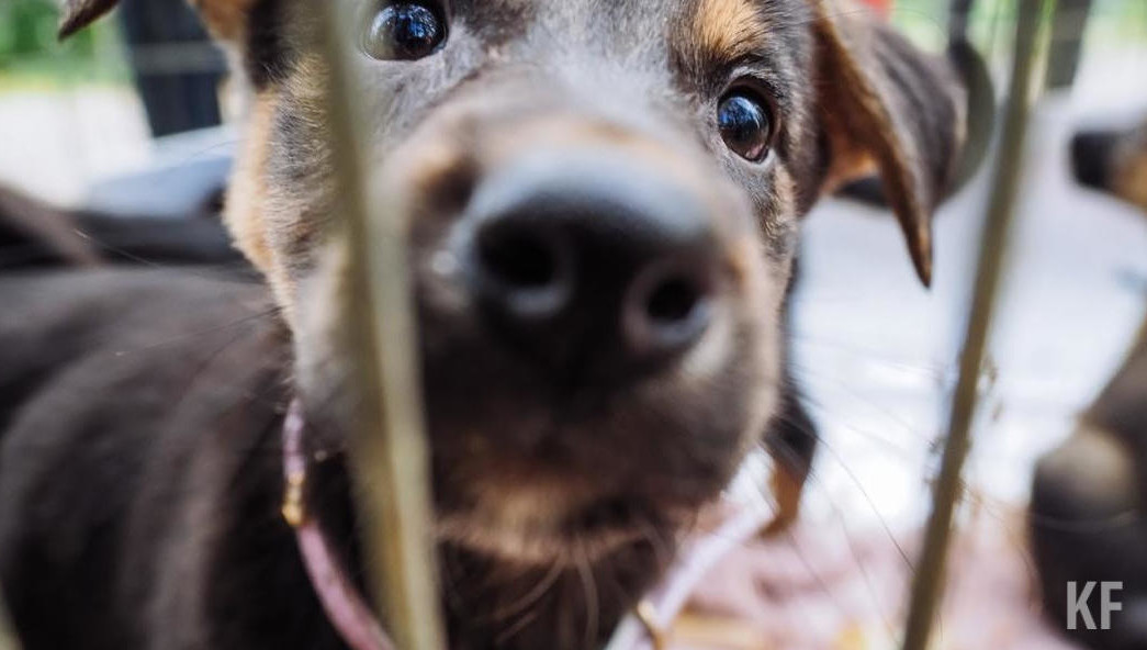 Однако Кабмин считает