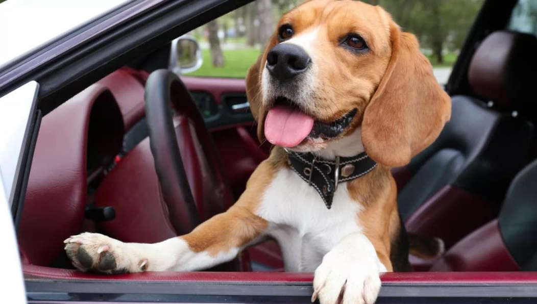 Питомец может отвлекать водителя от дороги