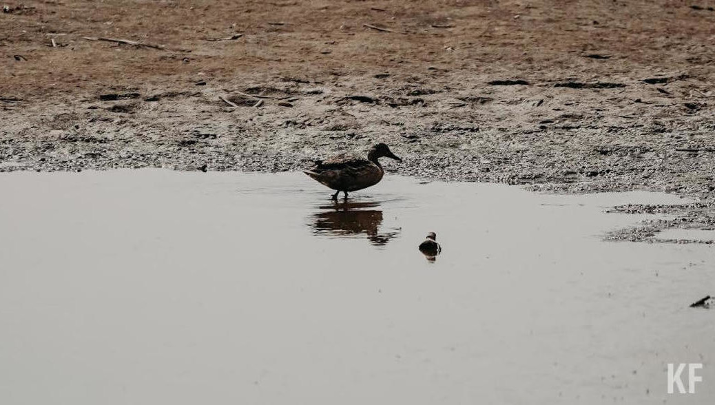 Спасатели вытащили из воды девять погибших птиц.