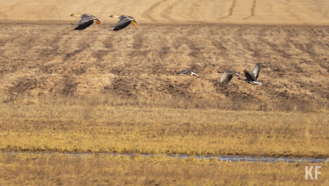 Речь идет о площади более 2