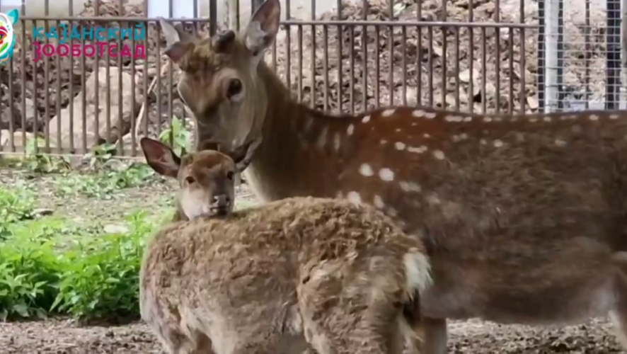 Животные мило прогуливаются по своему новому месту жительства.