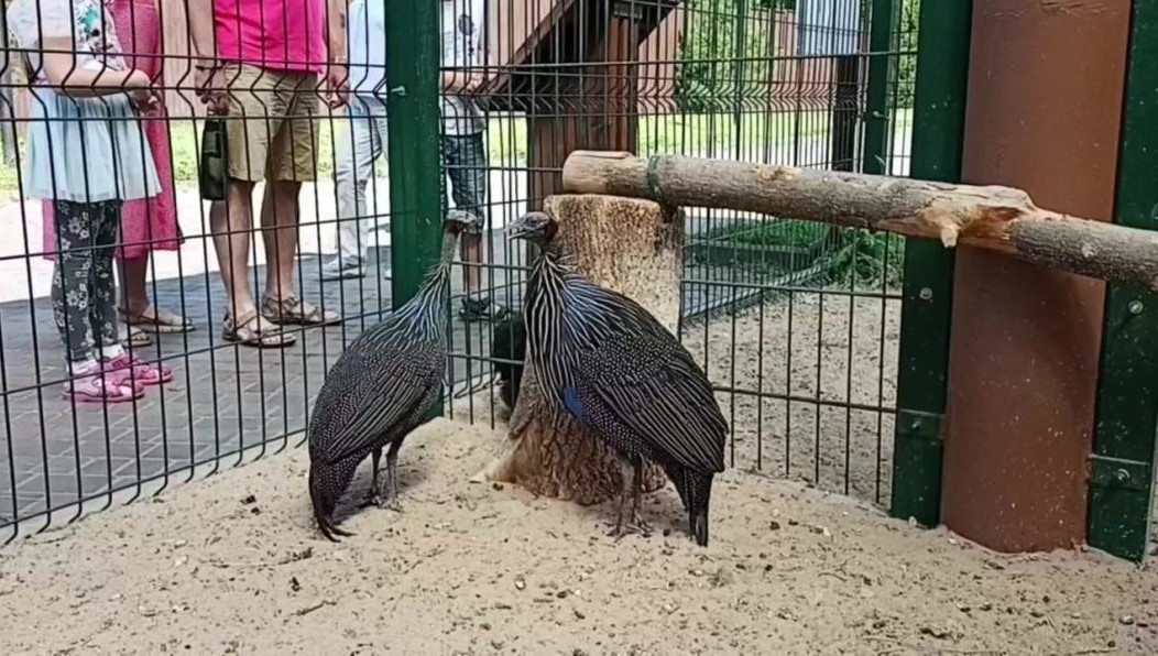 Птиц подарил зооботсад Перми.