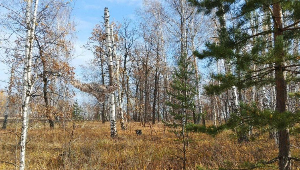 Пернатую отпустили в естественную среду обитания.