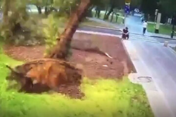 Момент падения дерева на мужчину попал на видео.