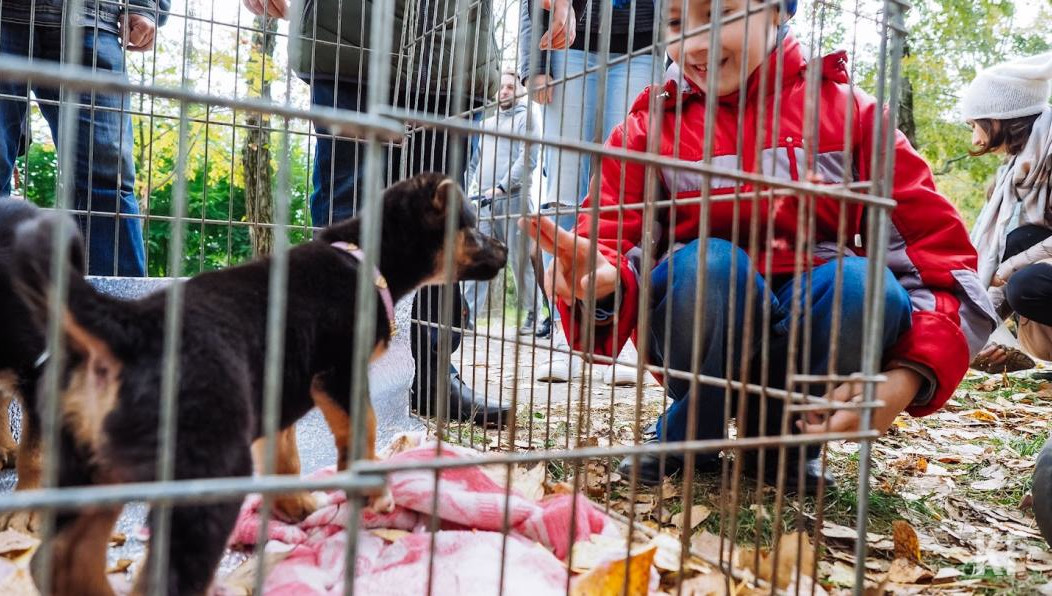 Также в городе 1533 бездомных питомцев вакцинировали и стерилизовали