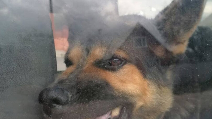 Выгнать её смогли только спасатели.