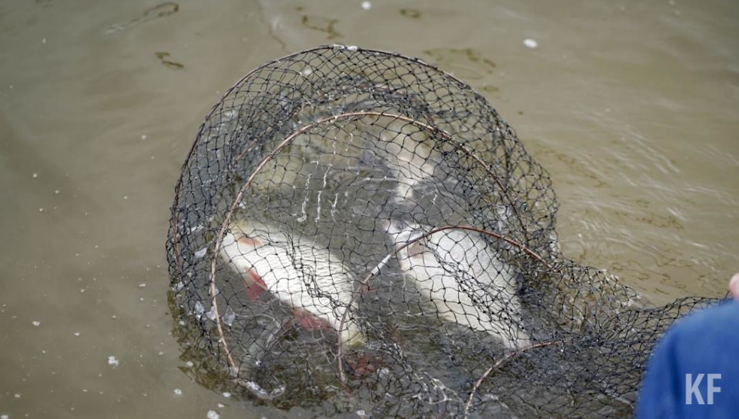 Ущерб водным биоресурсам перевалил за 90 тысяч рублей.