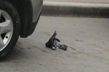 Педагог прислала  ребятам фотографию мертвого голубя.