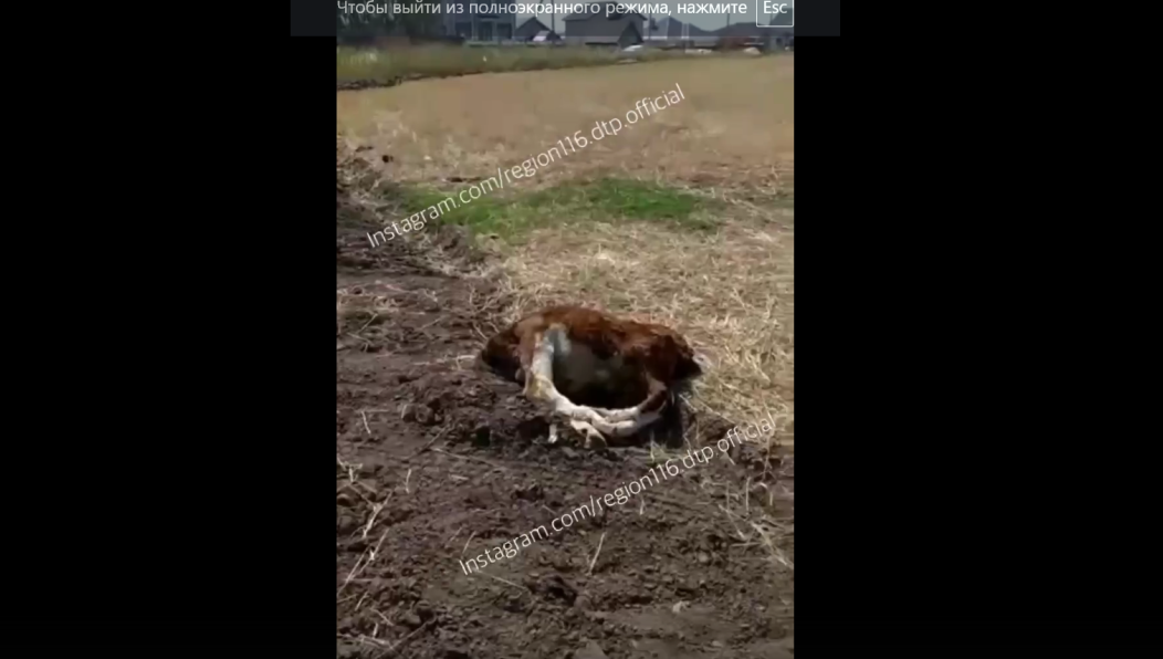 Это уже вторая подобная находка