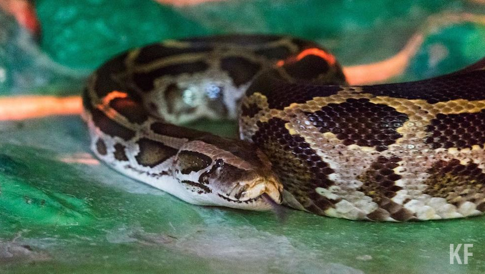 Во время весенне-летнего сезона традиционно возрастает число случаев