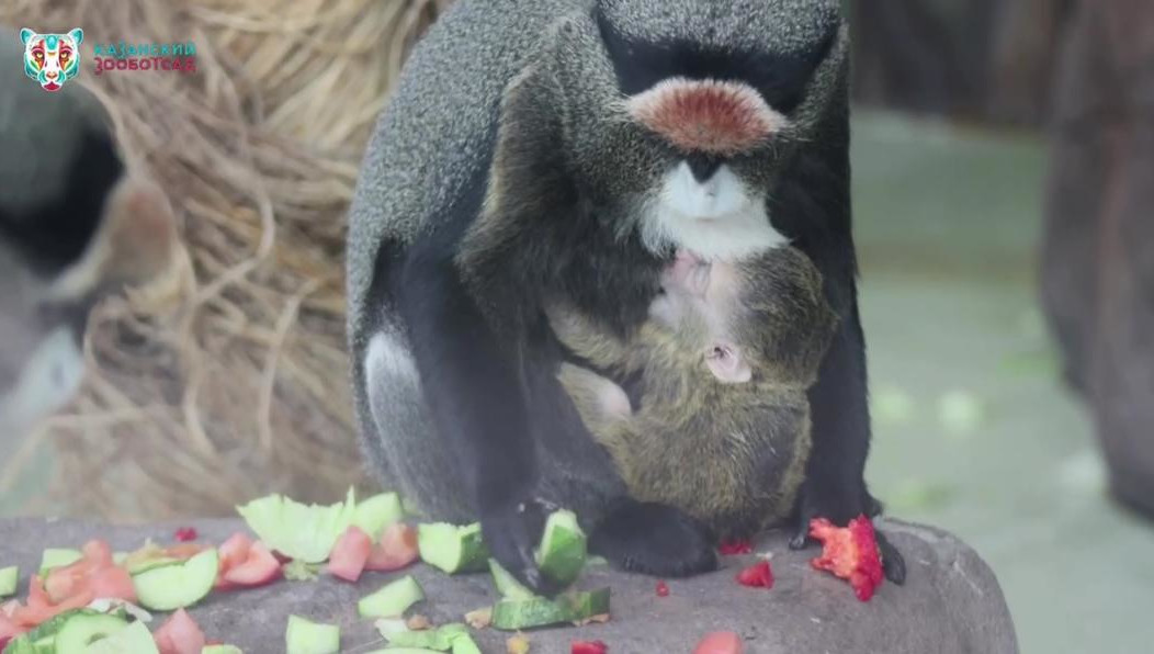 Это уже второй детеныш у обезьян.