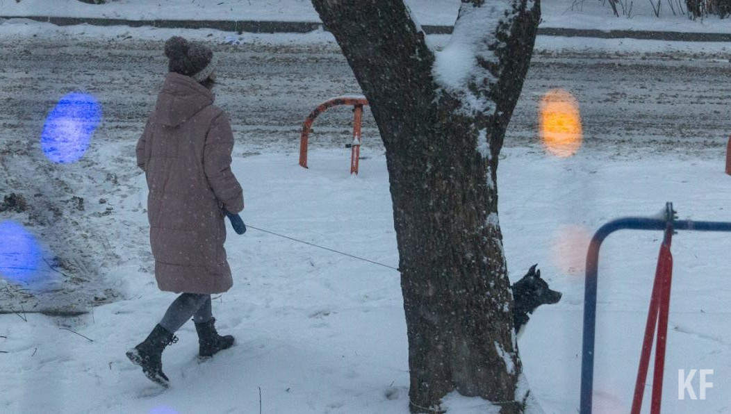 Инфраструктура поможет владельцам животных проводить время с любимцами