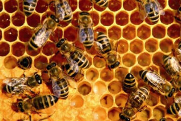 Причина нововведения – массовая гибель пчел в прошлом году.