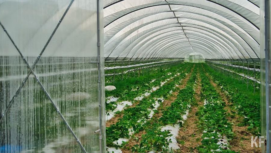 Претенденты должны купить или оформить в аренду или субаренду не менее 30 тысяч га земель сельхозназначения.