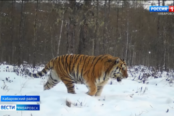 Самый гигантский тигр России бесследно исчез с радаров фотоловушек.