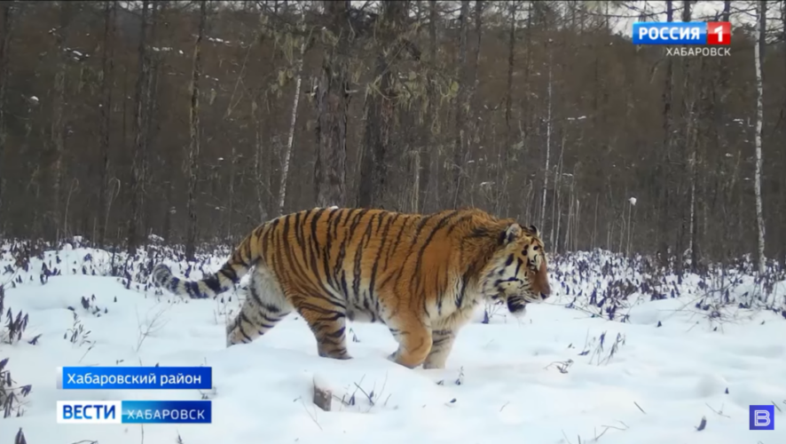 Самый гигантский тигр России бесследно исчез с радаров фотоловушек.