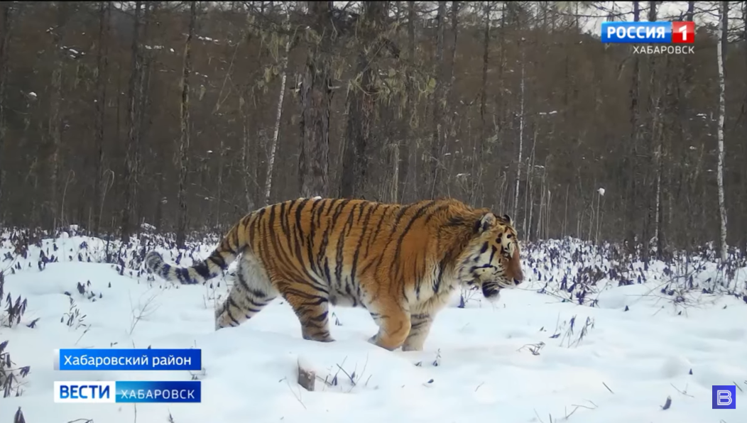 Самый гигантский тигр России бесследно исчез с радаров фотоловушек.