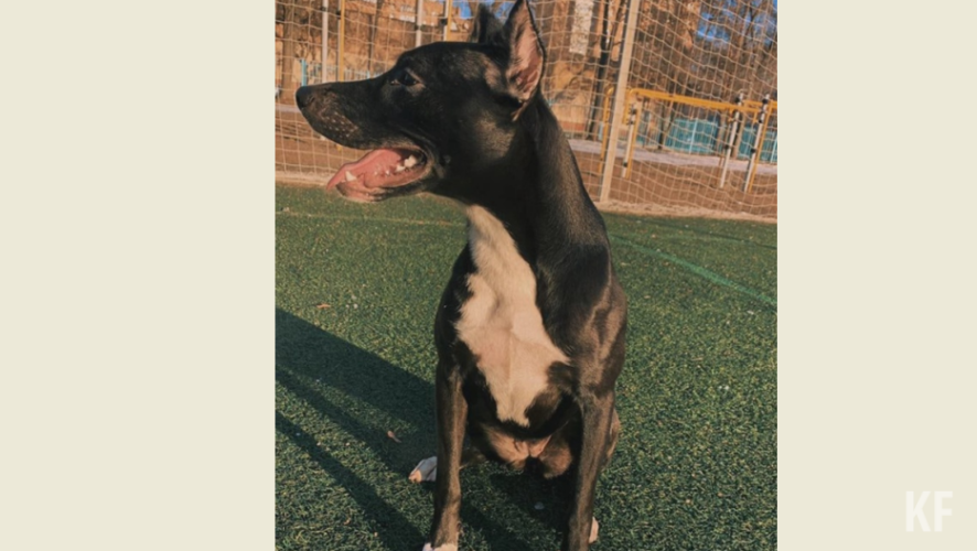 Хозяин опроверг опубликованный местной жительницей пост в соцсетях.