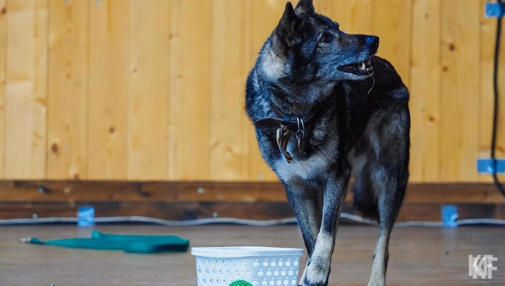 Средства пойдут на вакцинацию