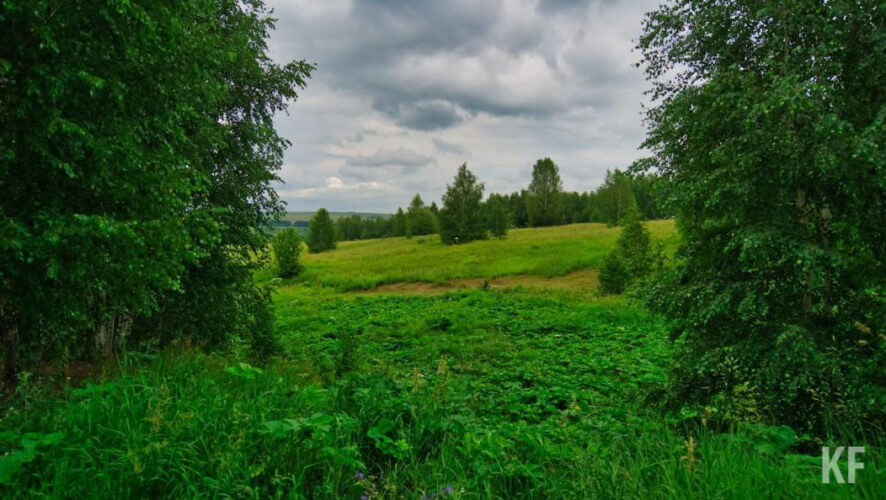Вирус клещевого энцефалита не обнаружен.