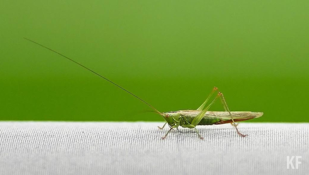 Эксперт «Россельхозцентра» объяснила