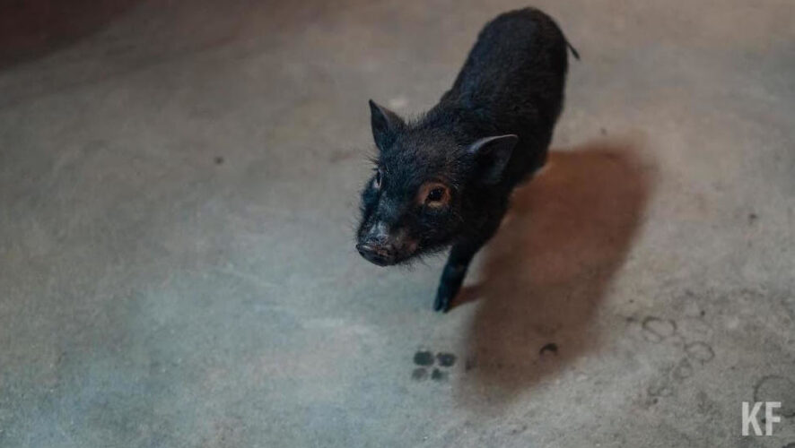 Эпизоотический очаг выявили в пределах территории общедоступных охотничьих угодий в Алькеевском районе.