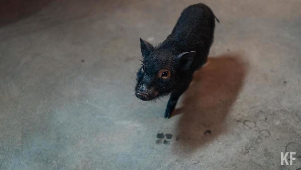 Эпизоотический очаг выявили в пределах территории общедоступных охотничьих угодий в Алькеевском районе.