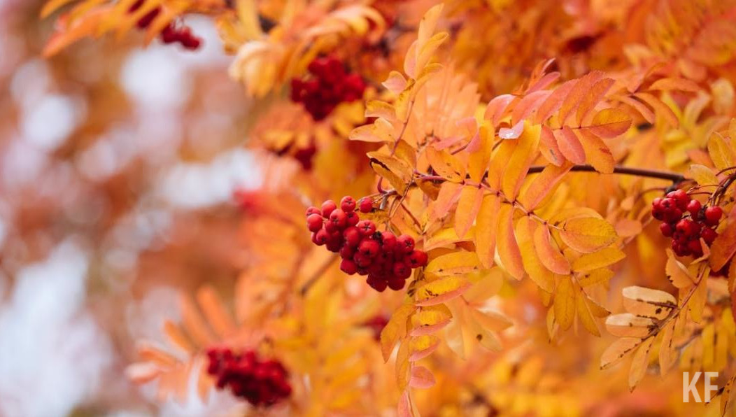 В городе станет больше сосен