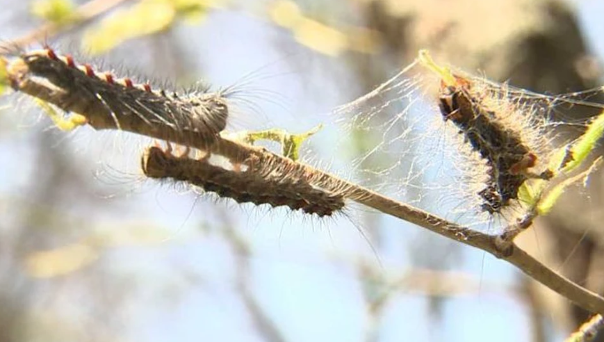Это самое массовое нашествие гусениц за последние 20 лет.