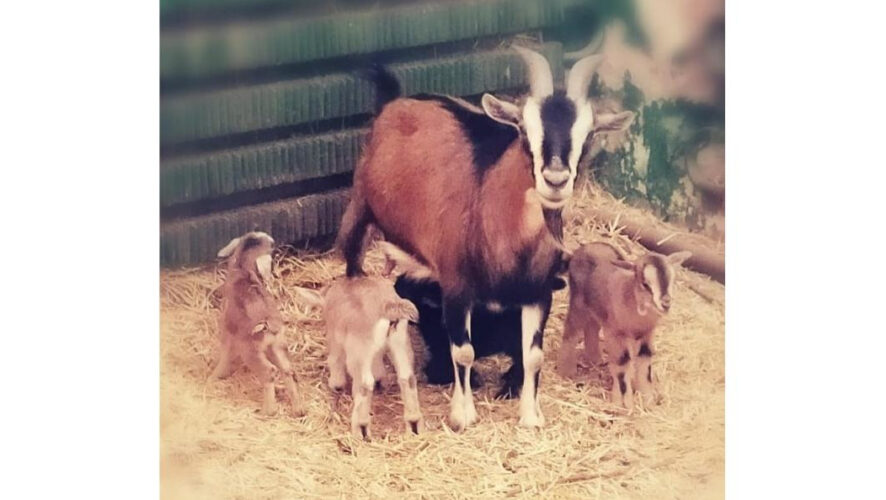 Чаще всего у камерунских коз рождается только два или три детёныша.
