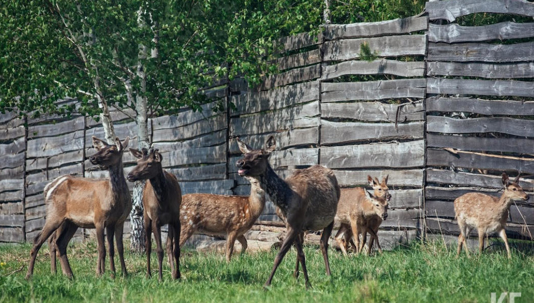 Какие правила необходимо соблюдать охотникам и куда отправиться за добычей.