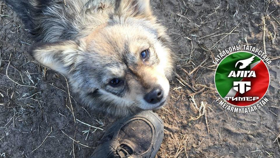 Питомец очень помогает нести службу: стоит на карауле