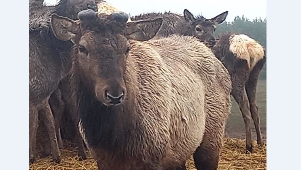 Сотрудники фермы следят за состоянием животных.