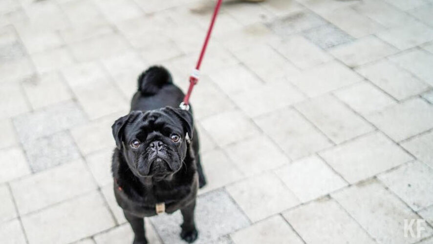 Прививку от бешенства кошкам и собакам следует делать раз в год.