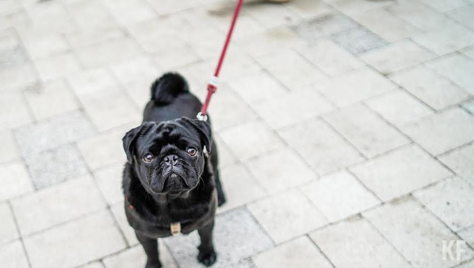 Прививку от бешенства кошкам и собакам следует делать раз в год.